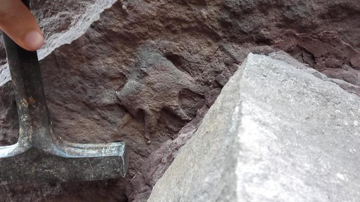 Huella de un posible caseido del Pérnico (251 millones de años)  descubierta e identificada en Mallorca.
