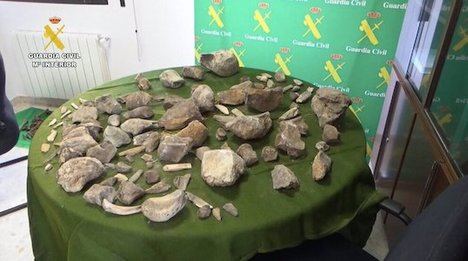 Los restos de más de 12.000 años de antigüedad se extraían en una turbera próxima a la Laguna de Padul, Granada. 