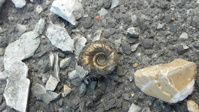 Un amonites del Cretácico en un yacimiento de la Isla