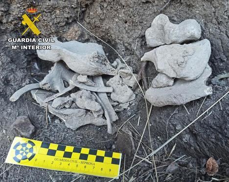 Restos óseos expoliados en el yacimiento de Sierra Segura (Albacete)