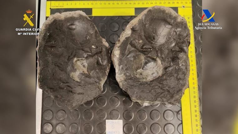 el Instituto Geológico y Minero de España concluyó que los fósiles correspondían a formaciones geológicas del noroeste de México