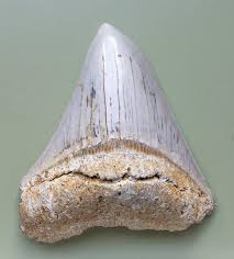 Diente de Otodus, un megalodón del Mioceno (23 millones de años)