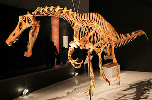 Brasil recupera un dinosaurio expoliado procedente del museo el Museo Estatal de Historia Natural de Stuttgart, en Alemania