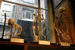 Los museos e instituciones británicas albergan más de 260.000 restos humanos.
